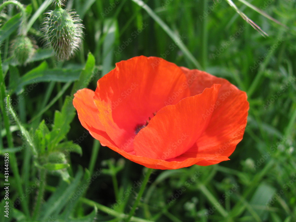 coquelicot coquelicot