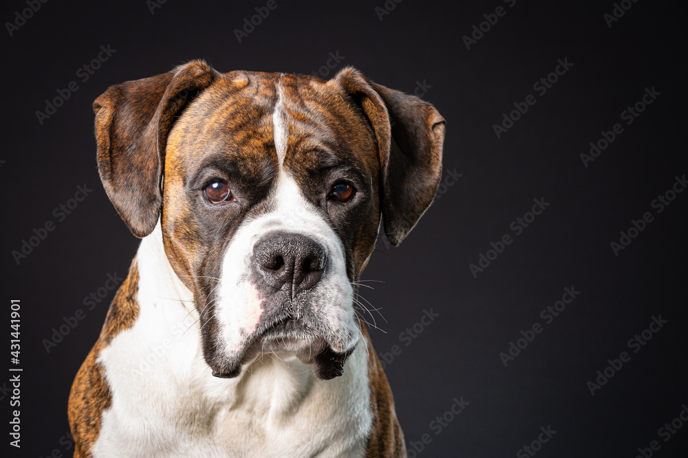 Head shot of a Boxer dog in studiosetting on a black background