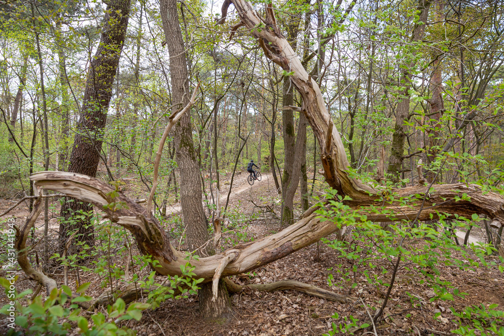 Mountainbiker in natural surroundings seen from behind seen through a fall tree see through Mountainbiker in natural surroundings seen from behind seen through a fall tree see through