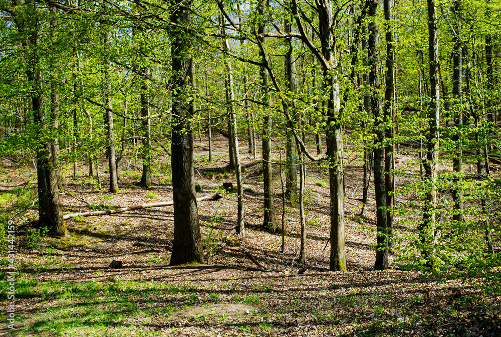 Wald-Laubwald