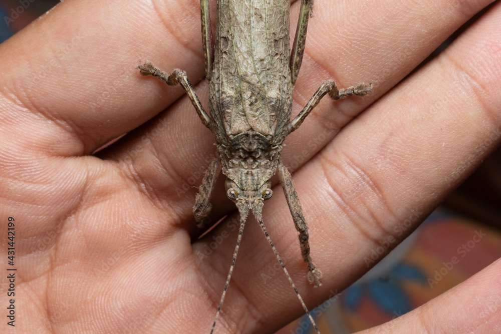 Obraz premium beautiful bark katydid sit on my hand stock photo