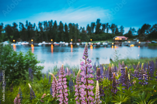 Wild Flowers Lupine In Summer Meadow Near Lake At Evening Night. Lupinus, Commonly Known As Lupin Or Lupine, Is A Genus Of Flowering Plants In The Legume Family, Fabaceae. Swedish Nature, Scandinavia photo