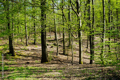 Obraz na płótnie Wald-Laubwald w salonie