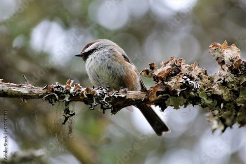 Boreal Chickadee (Poecile hudsonica) among lichens photo