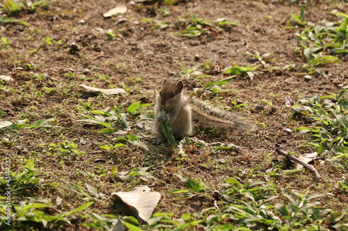 cute squirrel eating grass stock photo