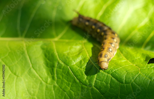 A large fat caterpillar has a crop in the garden. Pest control.