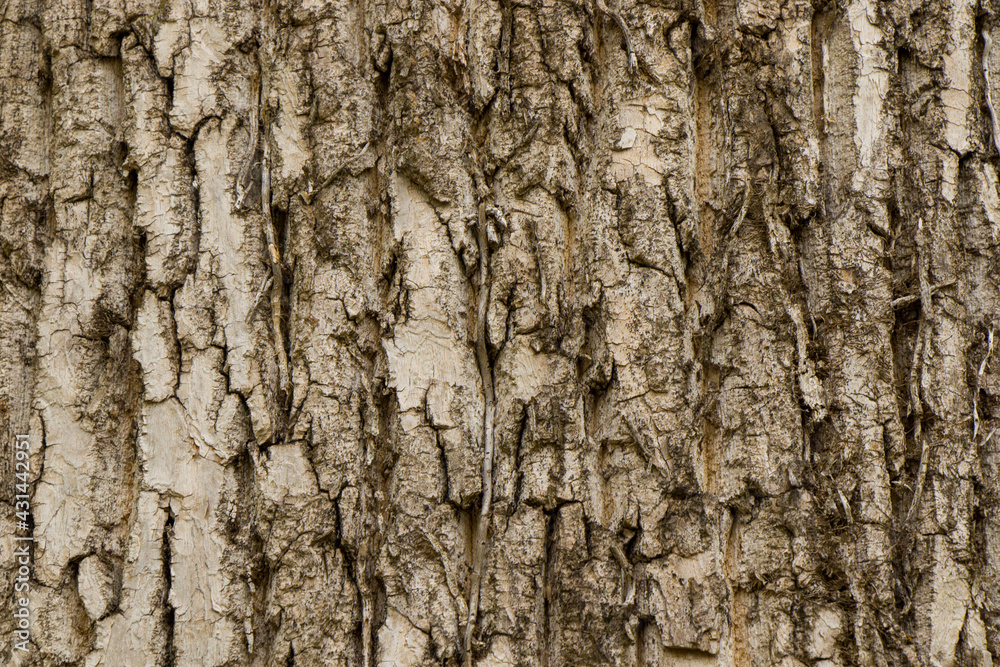 Liriodendron tulipifera close-up, tree texture Liriodendron tulipifera close-up, tree texture