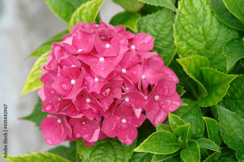 beautiful scarlet hydrangea close-up inflorescence