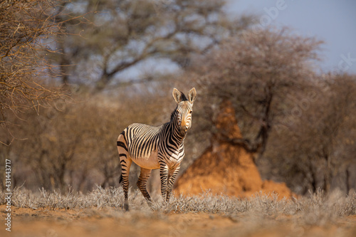 Alert Mountain Zebra  Equus zebra  looking straight into the camera