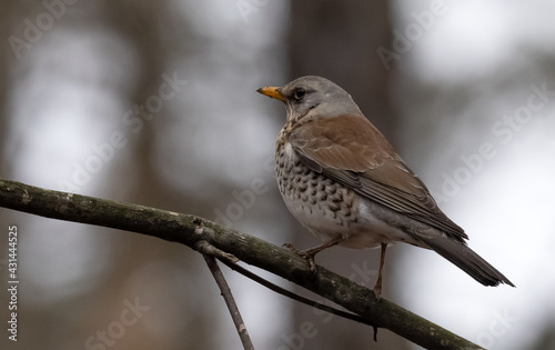 fieldfare on dark branch