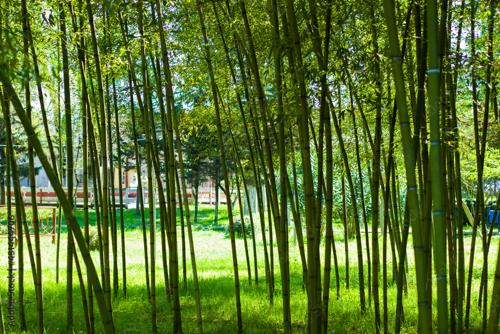 Wallpaper and background of nature, bamboo trees in garden. Wallpaper and background of nature, bamboo trees in garden.