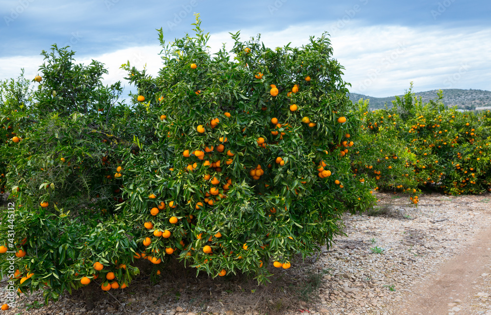 Ripe juicy orange mandarins on trees in orchard