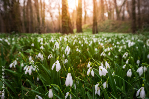 Alcsutdoboz, Hungary - Beautiful field of snowdrop flowers (Galanthus nivalis) in the forest of Alcsutdoboz with warm sunshine at sunset at the background at springtime