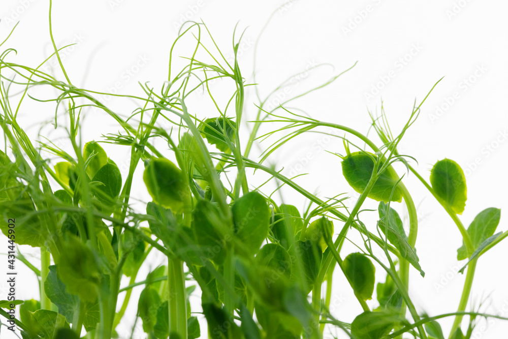 MICRO GREENS PEA SHOOTS CLOSE UP