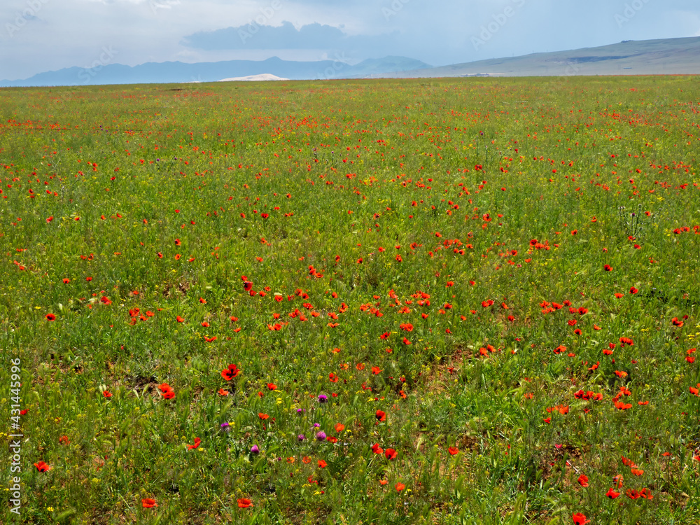 A field with mountain poppies. Natural spring background