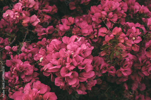 Fototapeta Naklejka Na Ścianę i Meble -  Bougainvillea flowers in bloom. Beautiful magenta flower as background. Springtime background for design.
