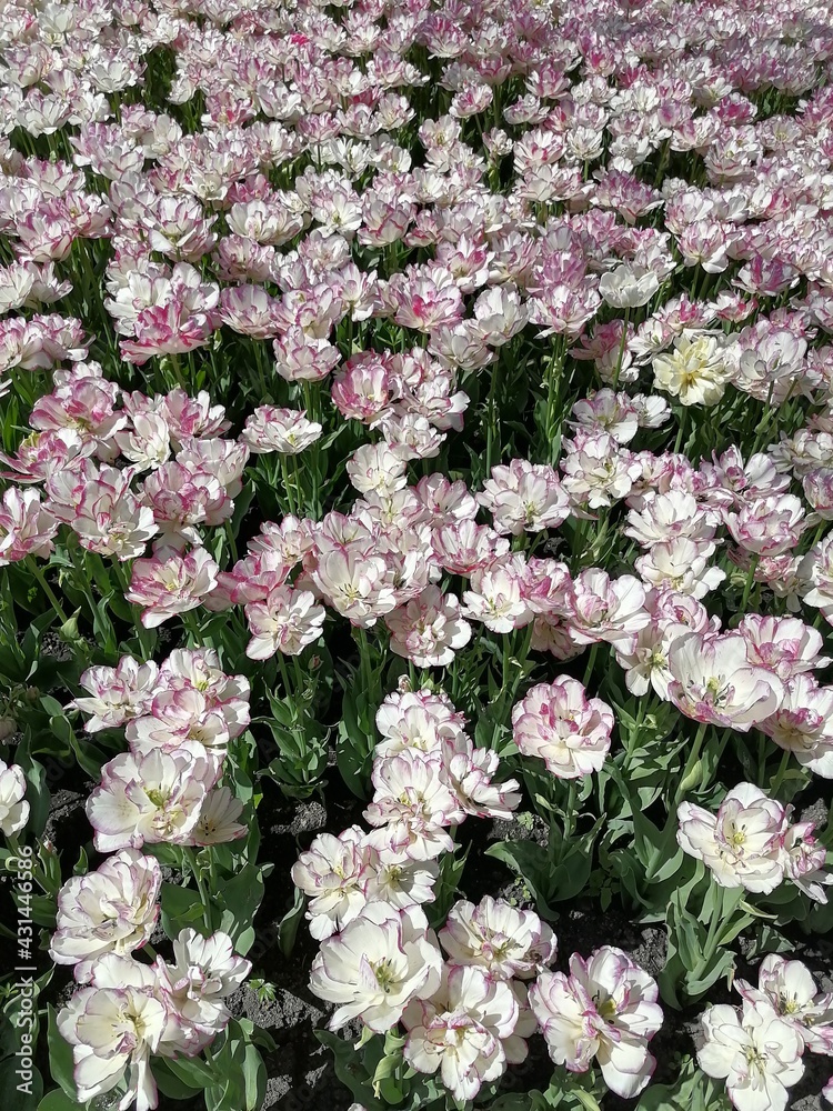 Blooming freshness vibrant romantic beautiful colorful tulips mixed sorts during the tulip traditional summer festival on the Elagin Park in Saint Petersburg