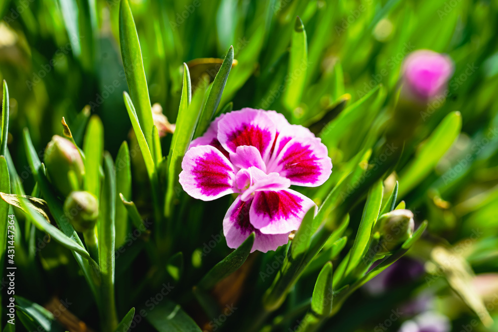 Bartnelkenblüte
