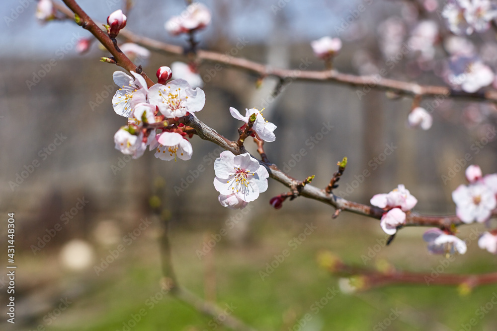 blooming apricot in spring, flowers on a tree in the spring garden