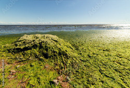 Fototapeta Naklejka Na Ścianę i Meble -  Lots of green algae on the sea beach. Pollution of the oceans and seas.