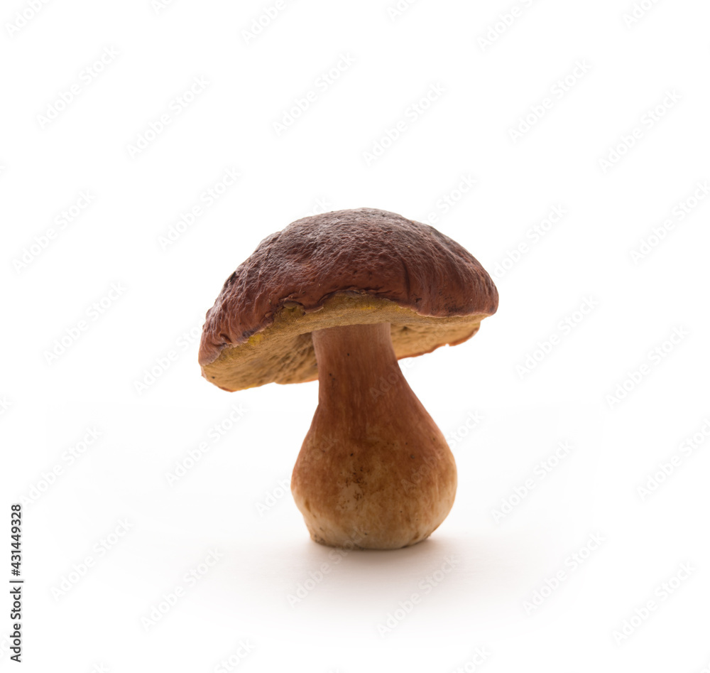 Wild forest porcini mushrooms isolated on a white background Wild forest porcini mushrooms isolated on a white background