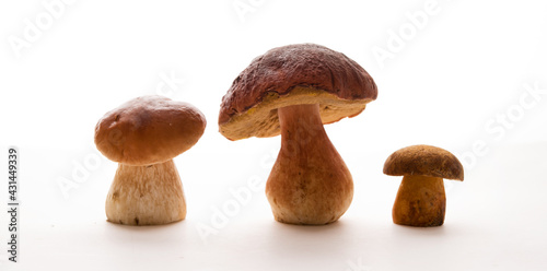 Wild forest porcini mushrooms isolated on a white background