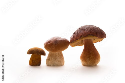 Wild forest porcini mushrooms isolated on a white background, natural food