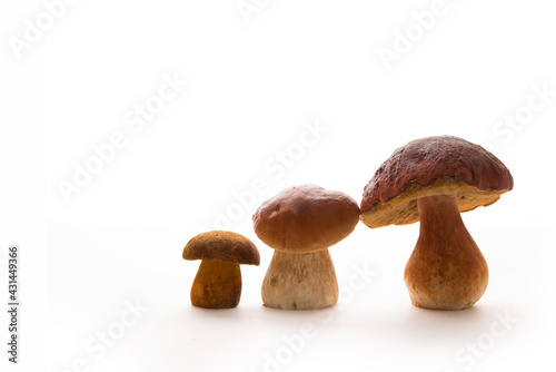 Wild forest porcini mushrooms isolated on a white background