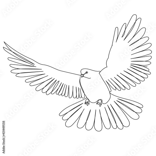 isolated, sketch, contour bird flies on white background