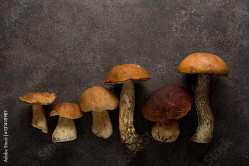 Autumn forest mushrooms lie on a brown background, nature