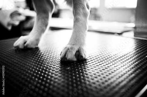 Dog on a dog show, details