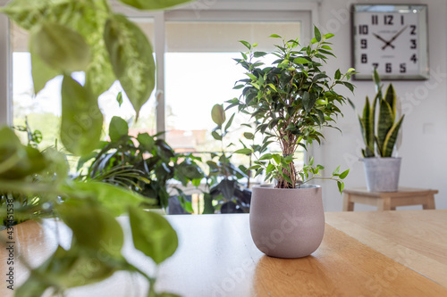 
Weeping fig (Ficus benjamina) on wooden table. Nice and modern space of home interior. Cozy home decor. Home garden.