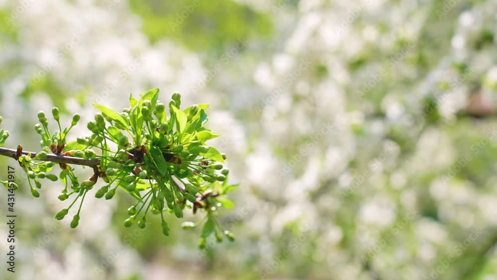 Spring or summer clear sunny blue sky with soft morning sunlight and natural bokeh of defocused blooming with white delicate flowers branches of fruit trees growing outdoors. Abstract 4k background Spring or summer clear sunny blue sky with soft morning sunlight and natural bokeh of defocused blooming with white delicate flowers branches of fruit trees growing outdoors. Abstract 4k background