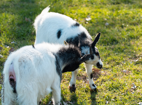 Foto Two young goats bumps their heads and horns together.