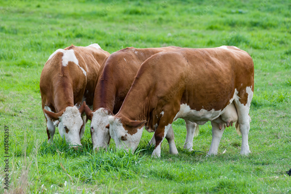 cows in a field - koeien in de wei