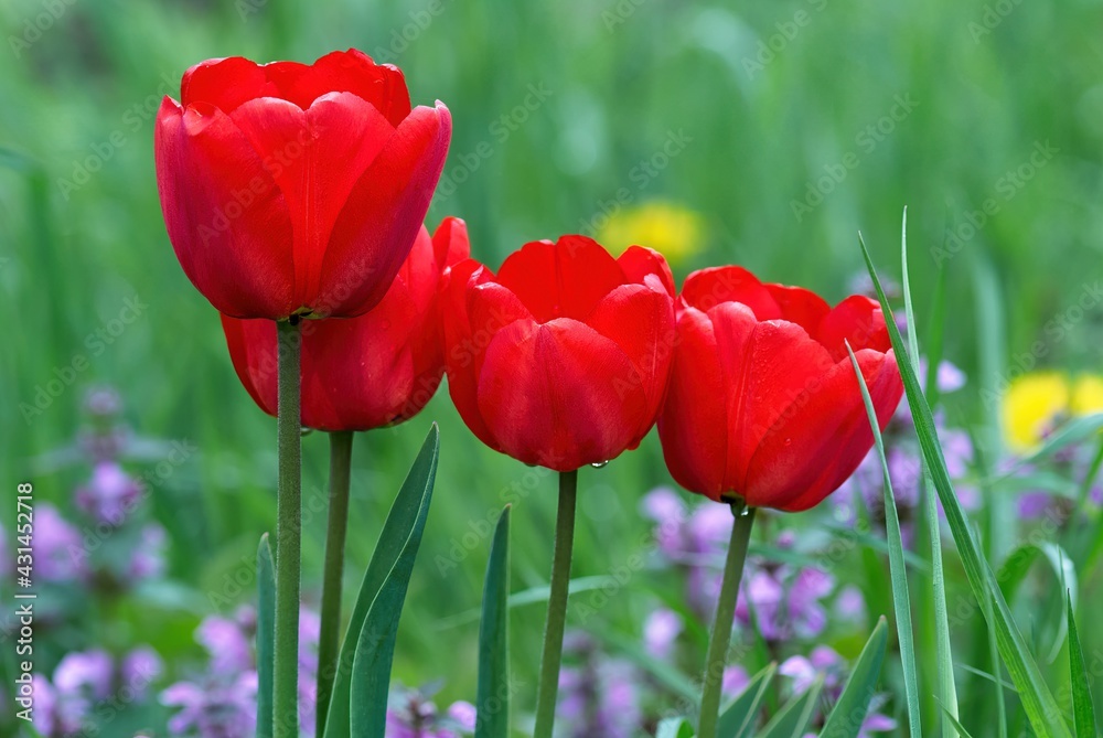 Obraz premium Red tulip flowers in the grass after rain, close up. With water droplets on the petals. Natural background.