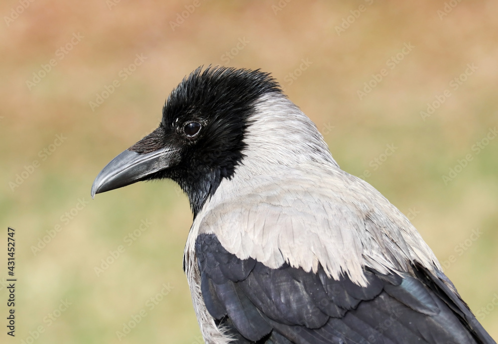 Fototapeta premium Young hooded crow