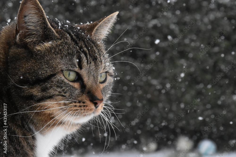 Un chat sous la neige de profil.