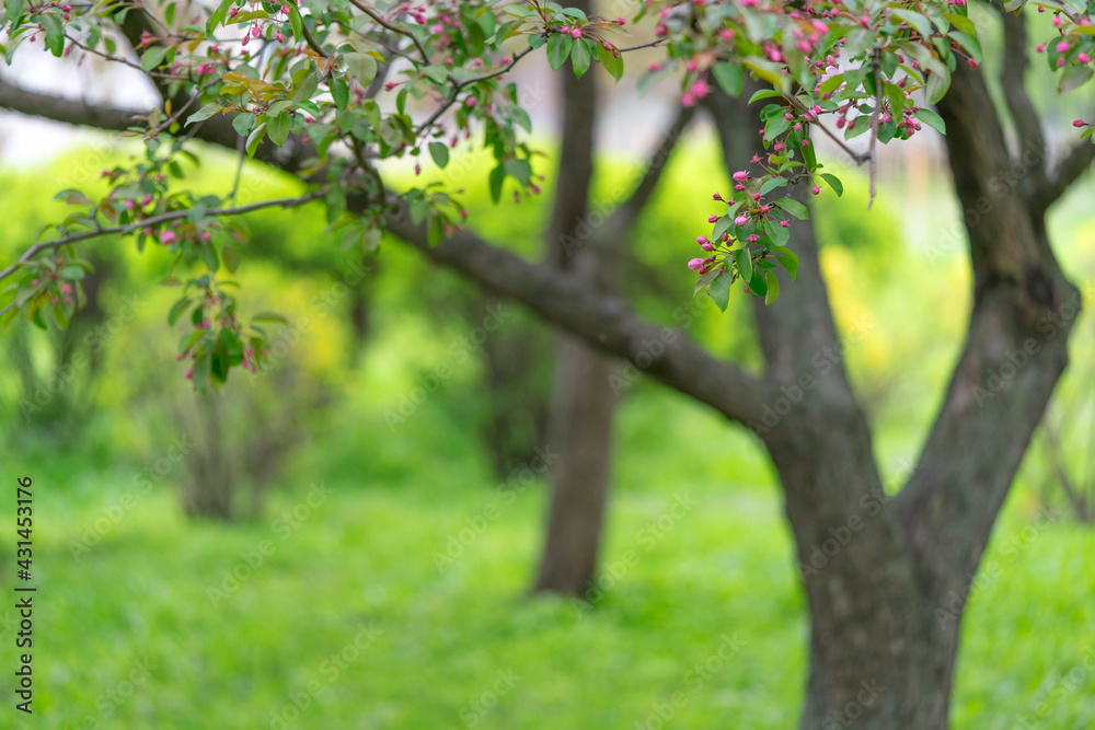 Fototapeta premium Blooming derovo apple tree