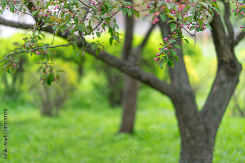Blooming derovo apple tree