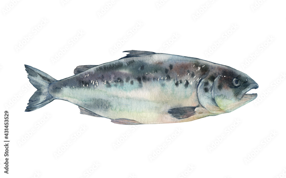 Naklejka premium Fish. Salmon. Watercolor illustration on a white background.