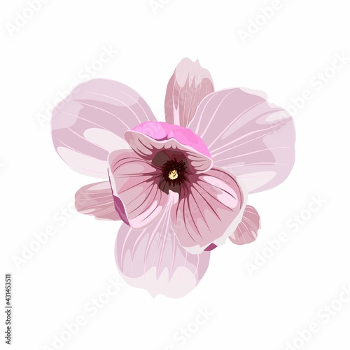 Beautiful pink magnolia flowers  on white background. 