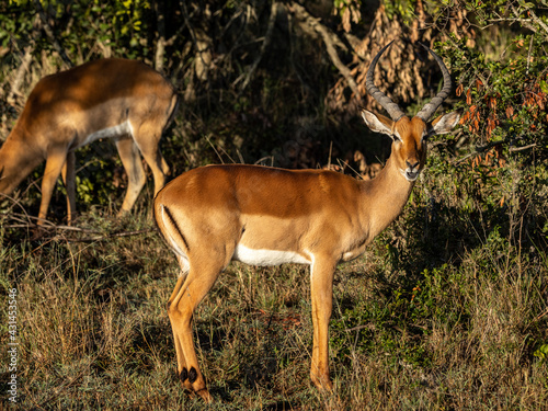 Impala Männchen