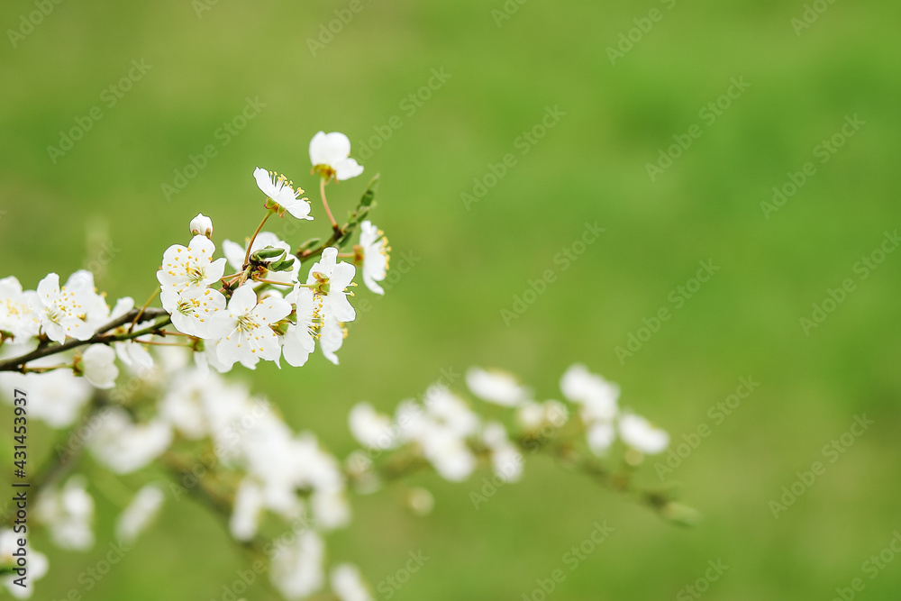 blooming with small white flowers, a delicate aerial branch on a natural green background