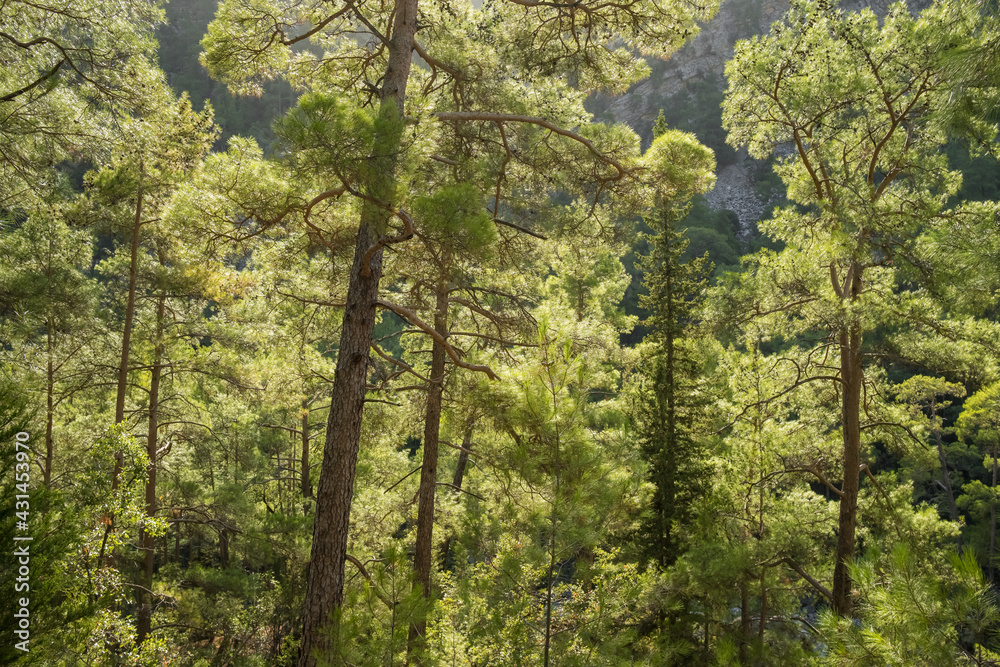 Beautiful pine forest with backlight in mountains. Beautiful pine forest with backlight in mountains.