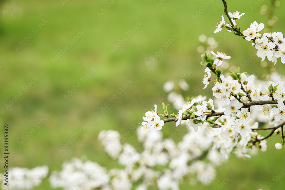 blooming with small white flowers, a delicate aerial branch on a natural green background blooming with small white flowers, a delicate aerial branch on a natural green background