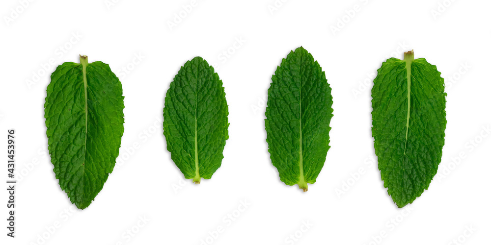 Set fresh mint's leafs isolated on white background. Top view.