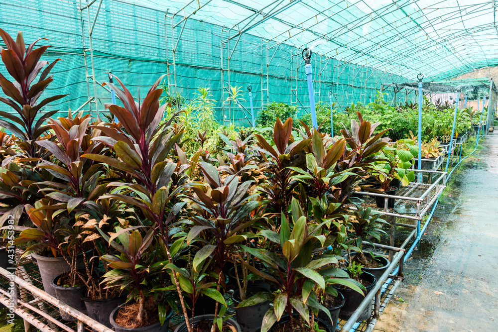 Fototapeta premium nursery garden