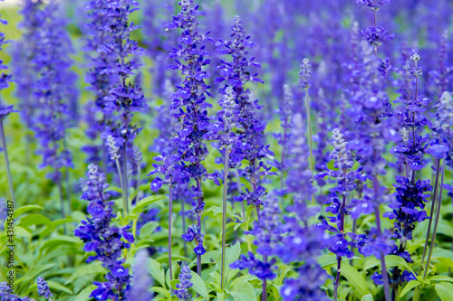 Morning sunlight Blue Salvia farinacea flowers in the garden. Purple lavender flower for background. Mealy Cap.