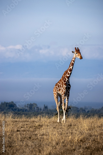 Giraffe Kenia photo